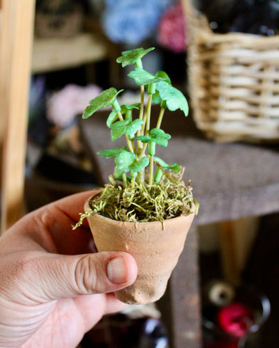 Potted Mini Ivy Sprig