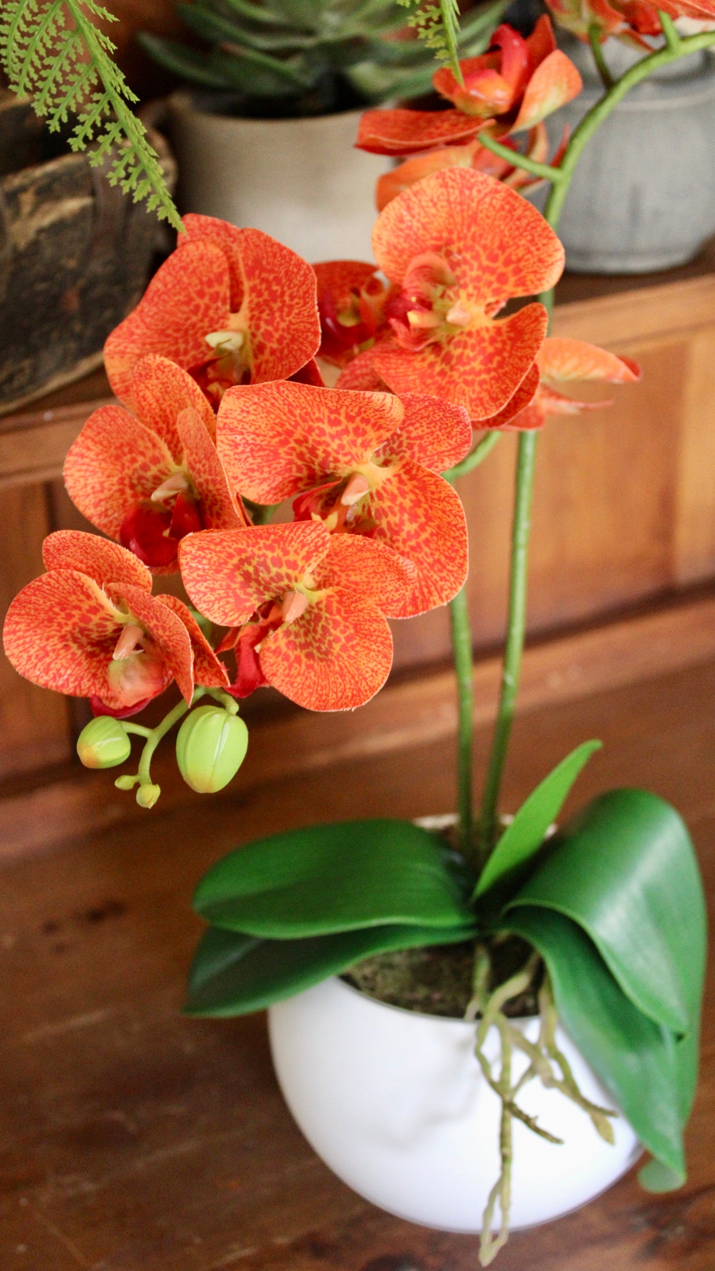 Potted Orange Phalaenopsis Orchids