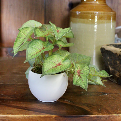 Potted Mini Caladium Vine