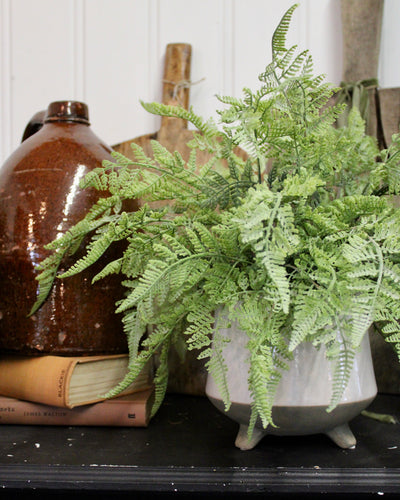 Potted Lace Fern in a large footed pot