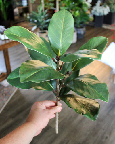Magnolia Spray