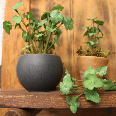 Mini Ivy Sprig