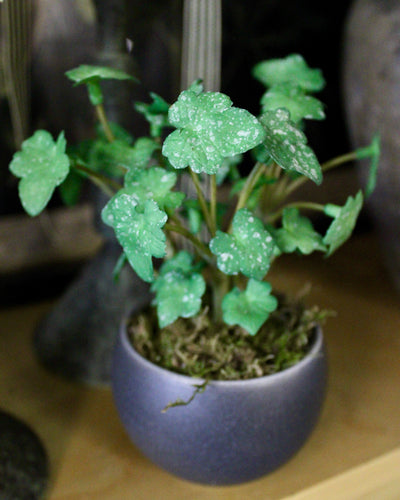 Potted Mini Ivy Sprigs
