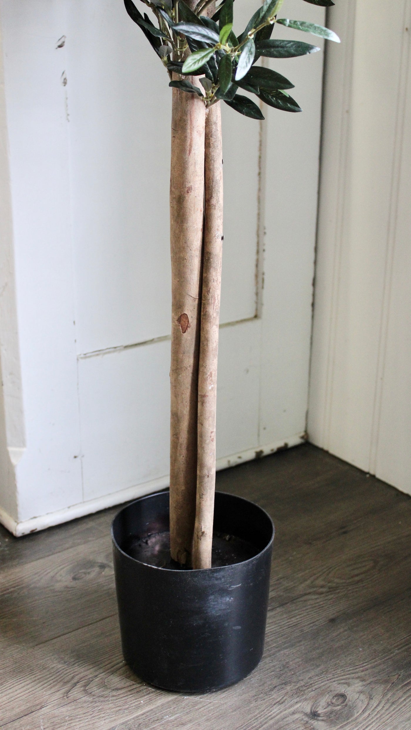 74” Natural Trunk Olive Tree