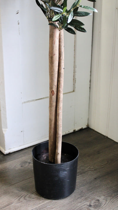 74” Natural Trunk Olive Tree