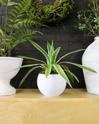 Potted Spider Plant