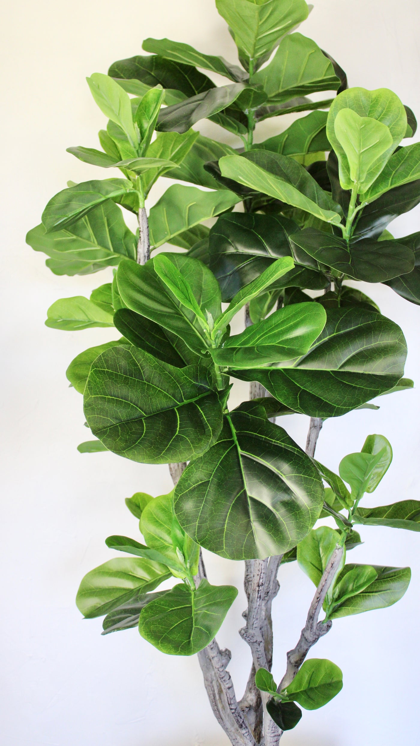 5’ Fiddle Leaf Fig Tree