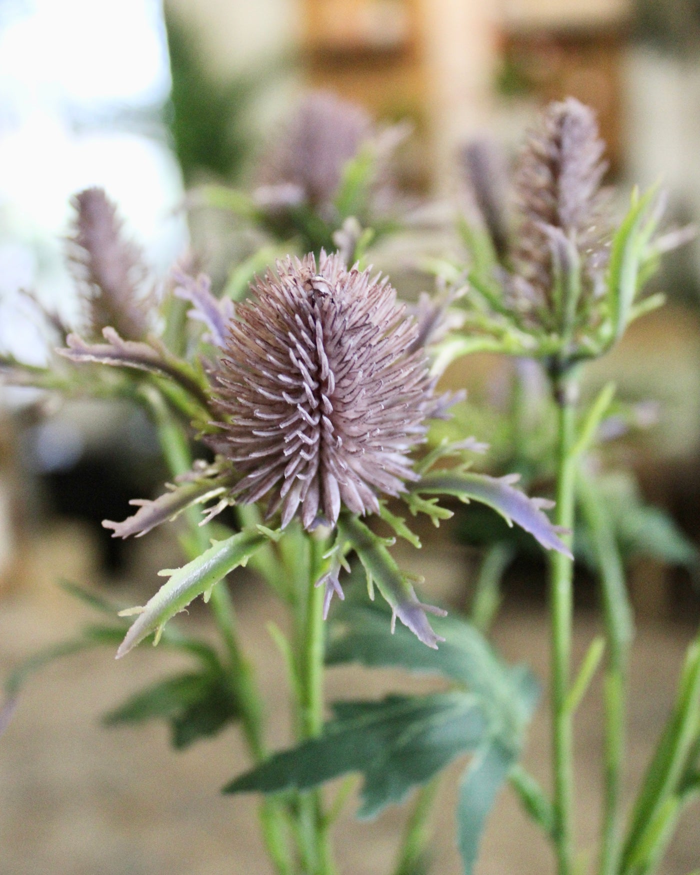 Purple Thistle Spray