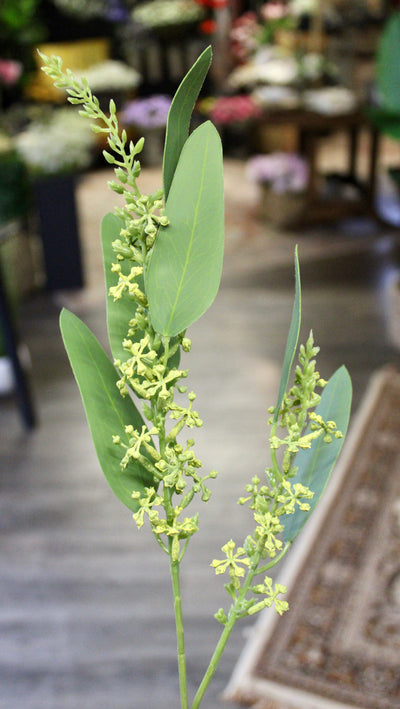 Seeded Eucalyptus