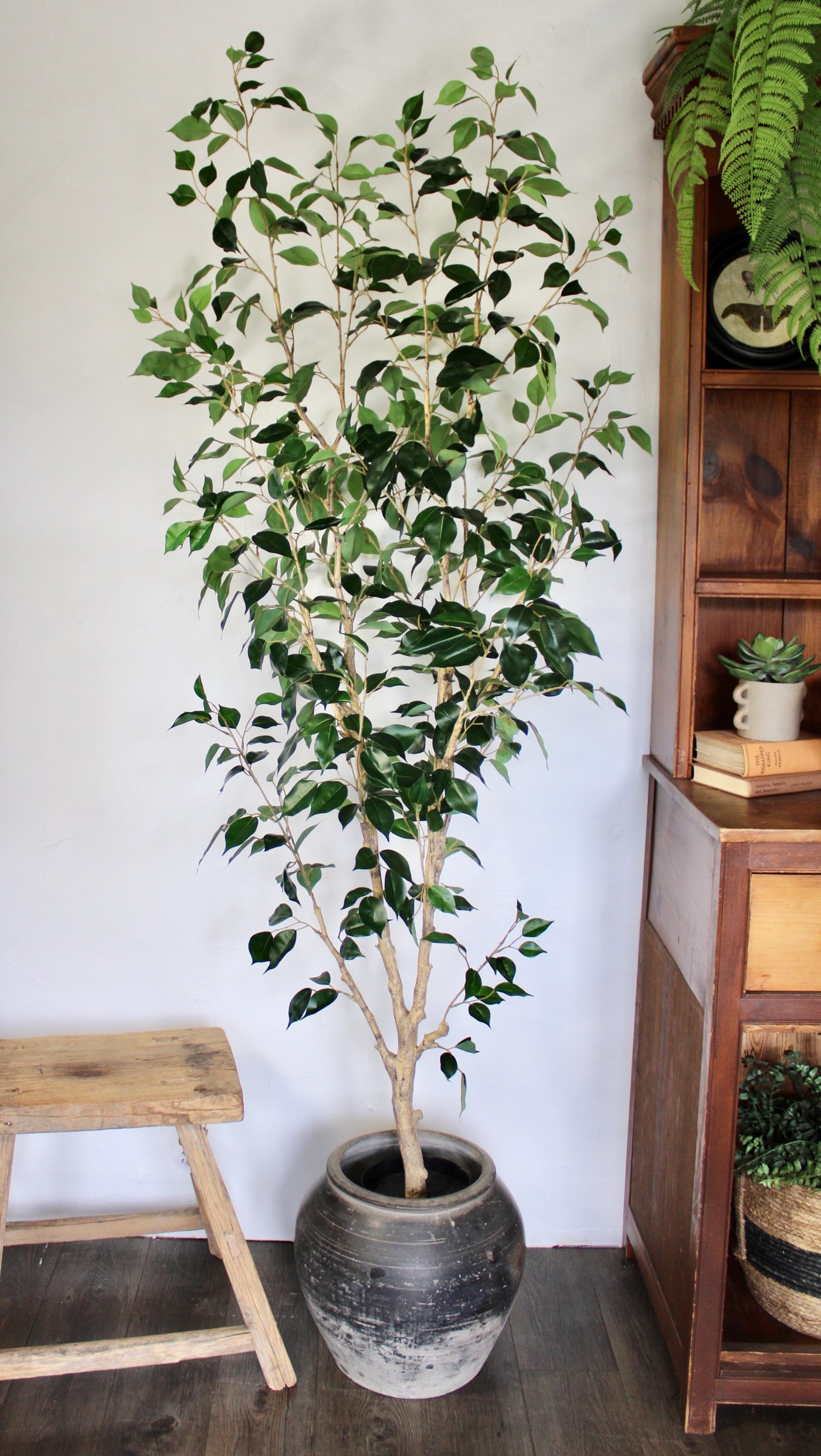 6’ Benjamina Ficus Tree