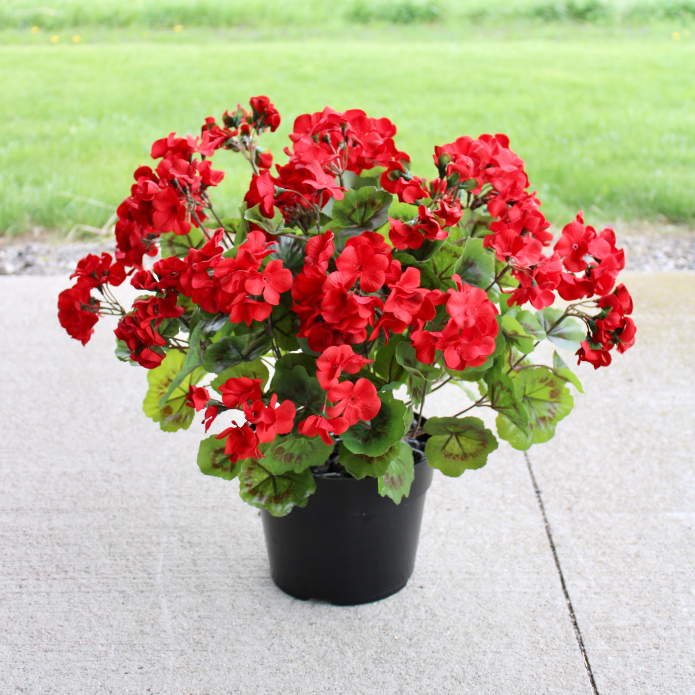 Geranium Drop-In Red