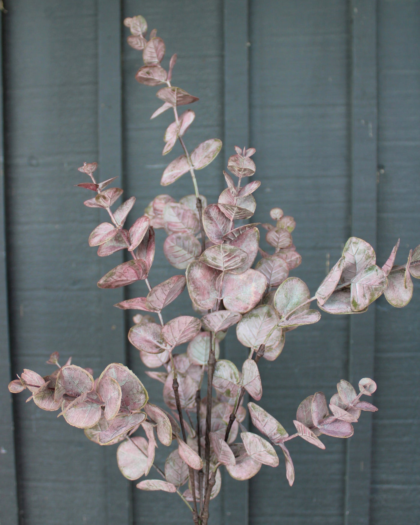Burgundy Eucalyptus Spray