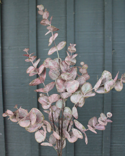 Burgundy Eucalyptus Spray