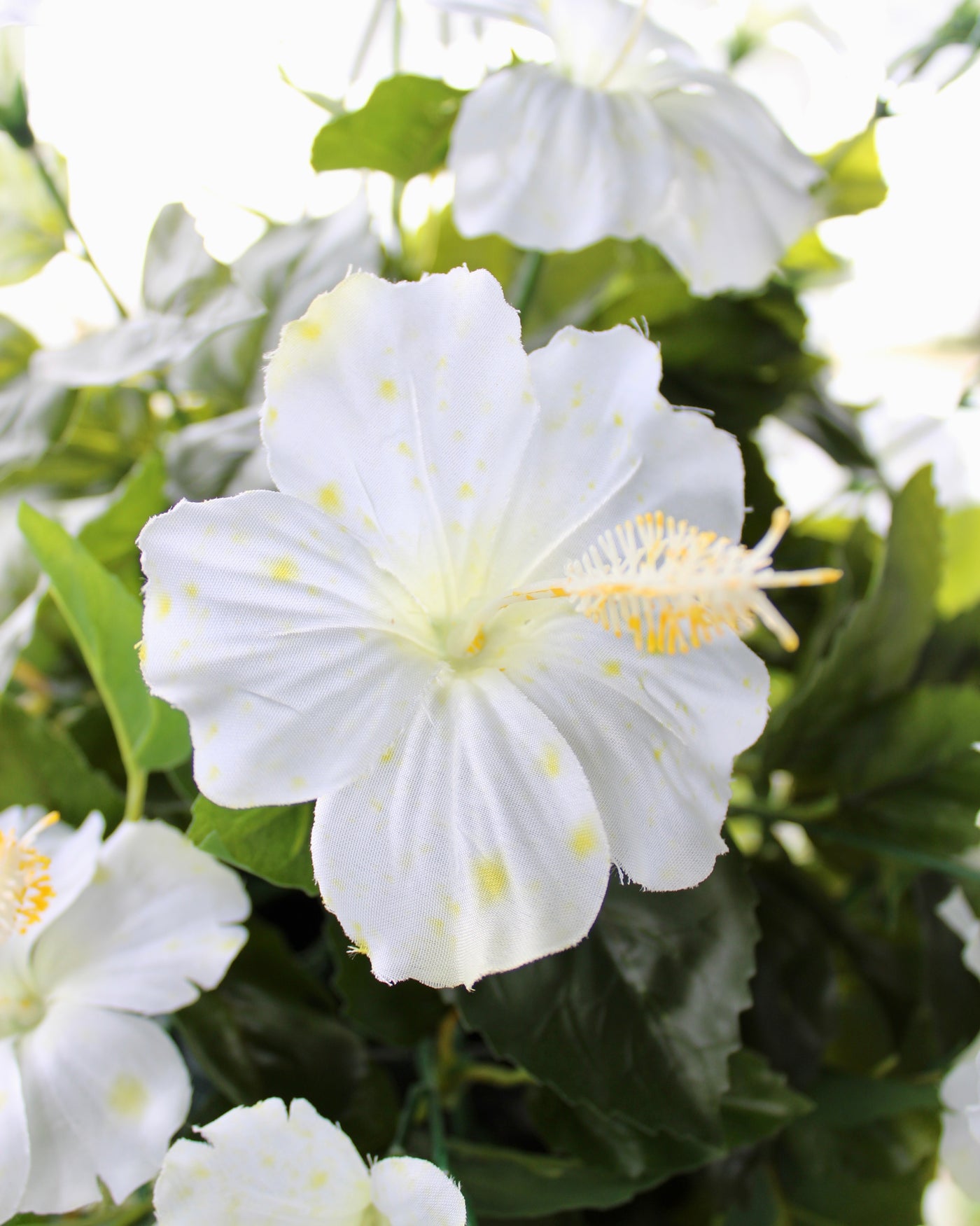 Hibiscus Hanging Basket White