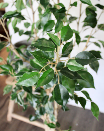 6’ Benjamina Ficus Tree