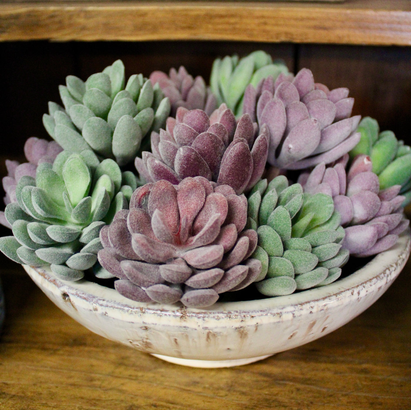Assorted Mini Succulents