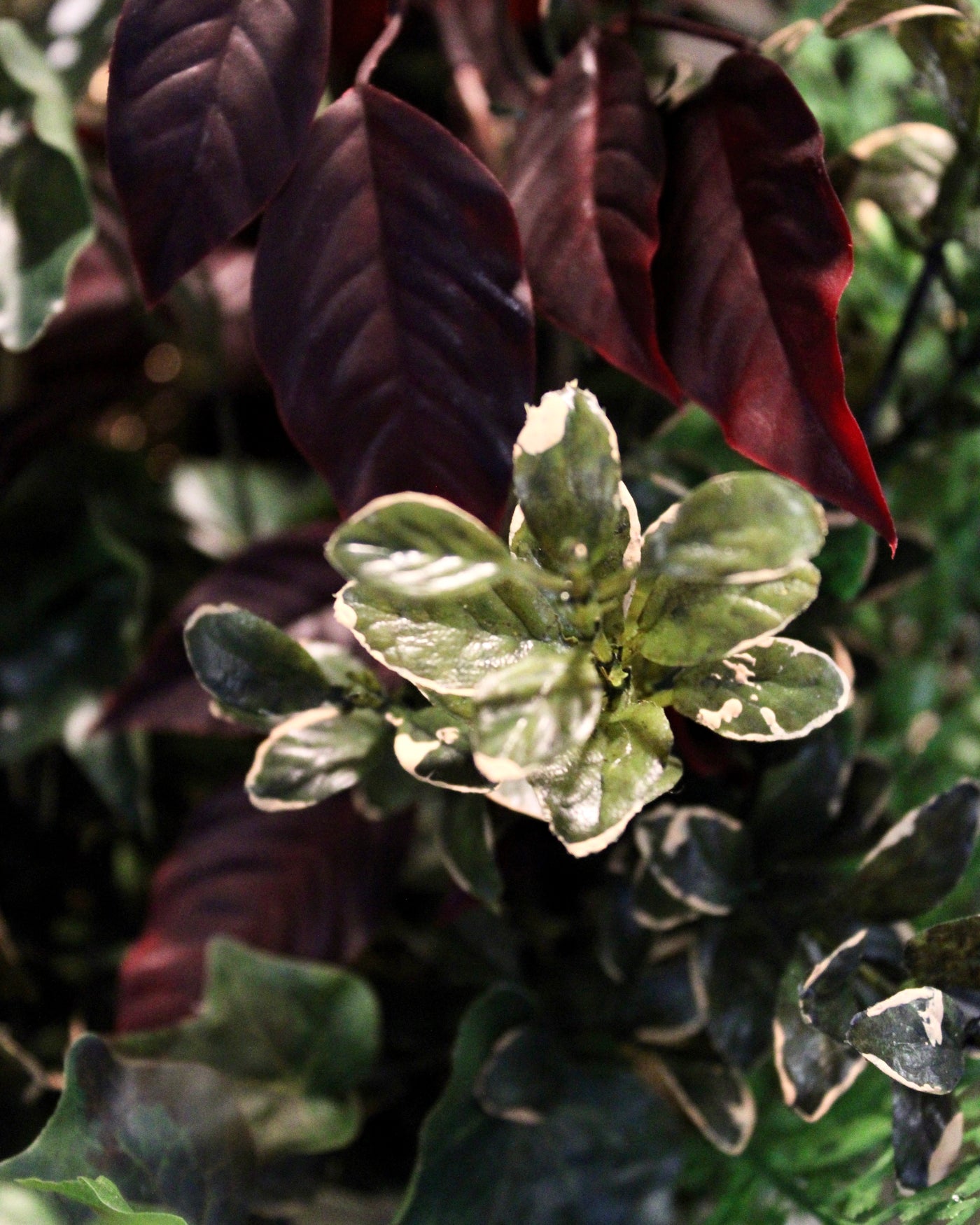 Burgundy Mixed Plant Arrangement