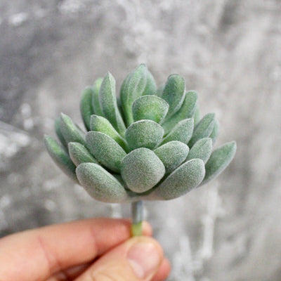 Assorted Mini Succulents