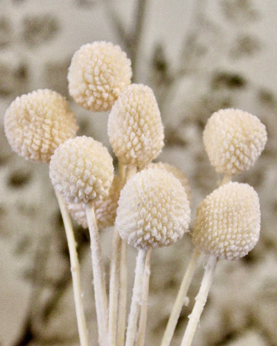 Cream Craspedia Bundle