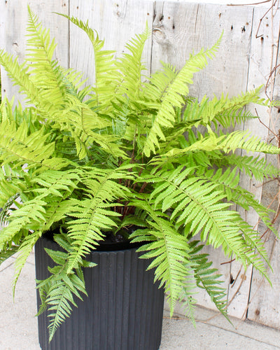Lady Fern Drop-In