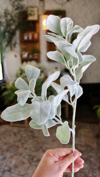 Lamb’s Ear Spray