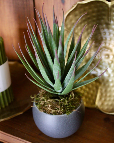 Potted Desert Yucca