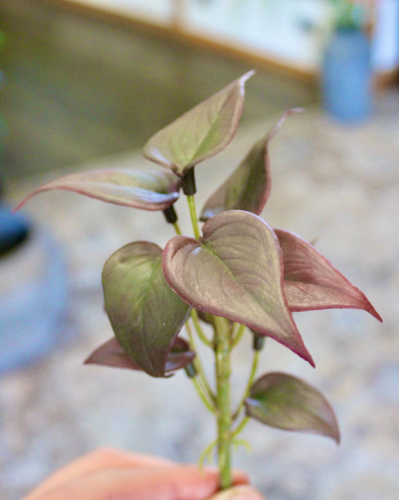 Mini Burgundy Philo Sprig