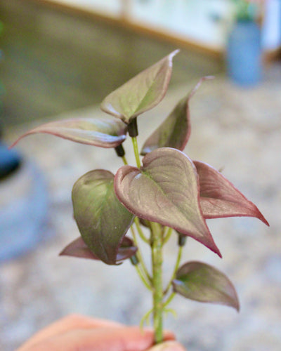 Mini Burgundy Philo Sprig