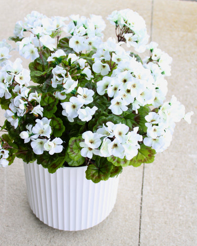 Geranium Drop-In White