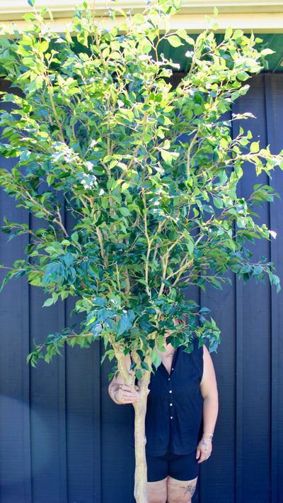 10’ Ficus Tree