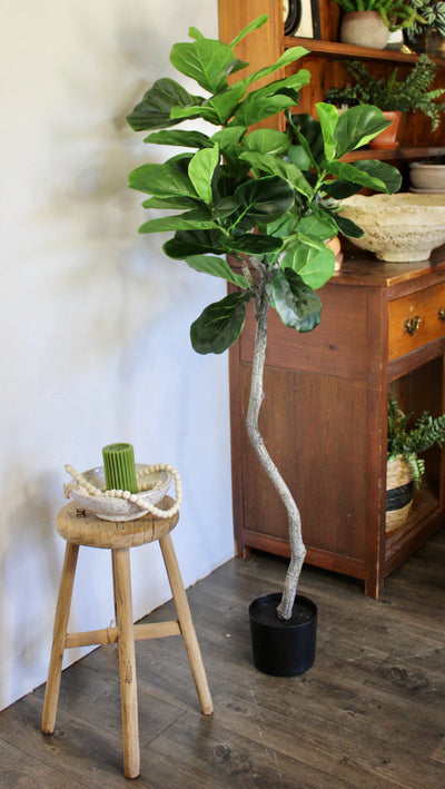 5’ Fiddle Leaf Fig Tree (Topiary)