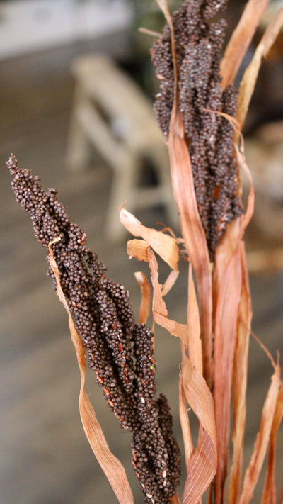 Astilbe Grass Spray