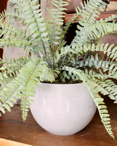 Potted Sword Fern