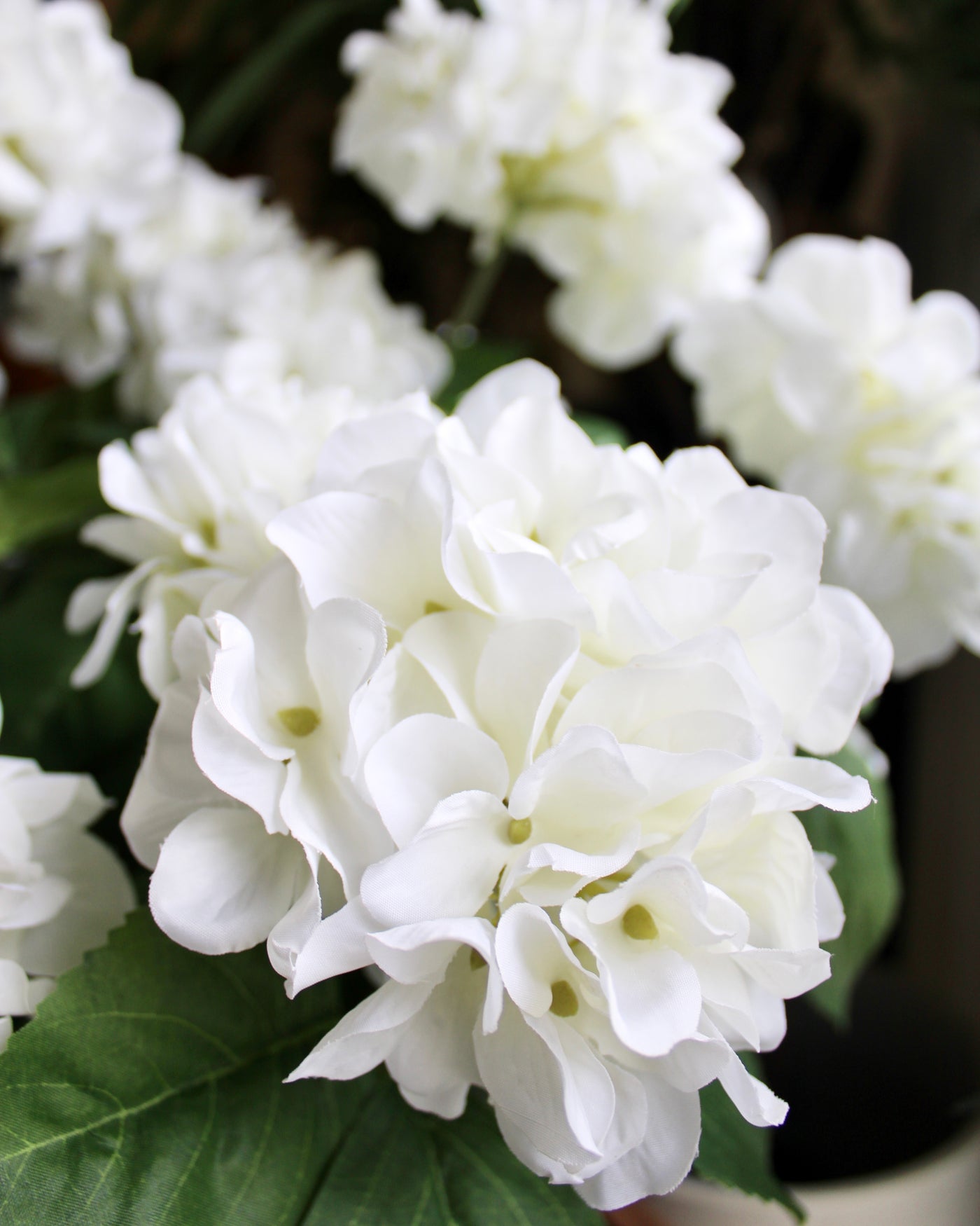 White Hydrangea Bush