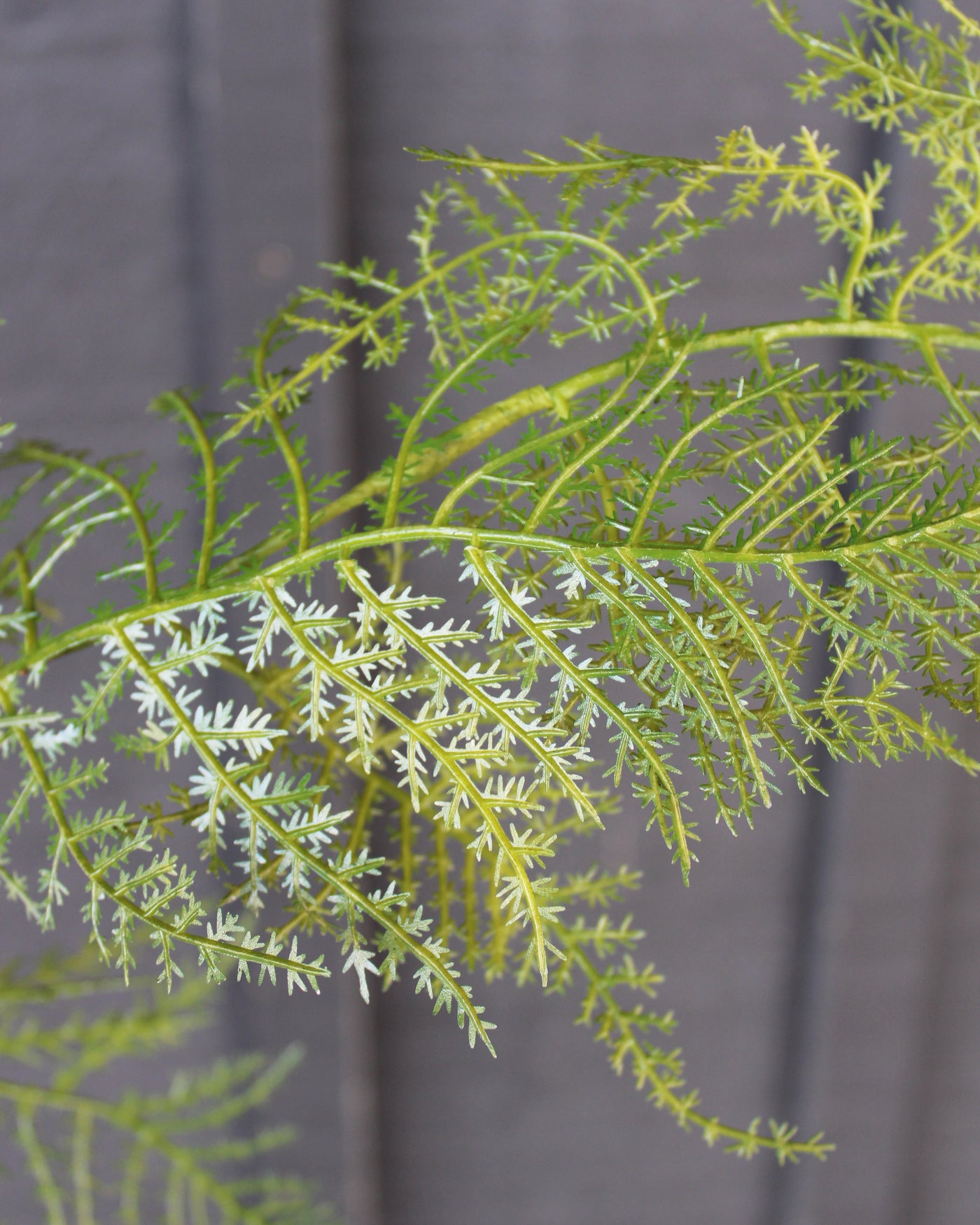 Feather Fern Spray