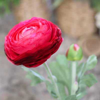Cerise Ranunculus Stem