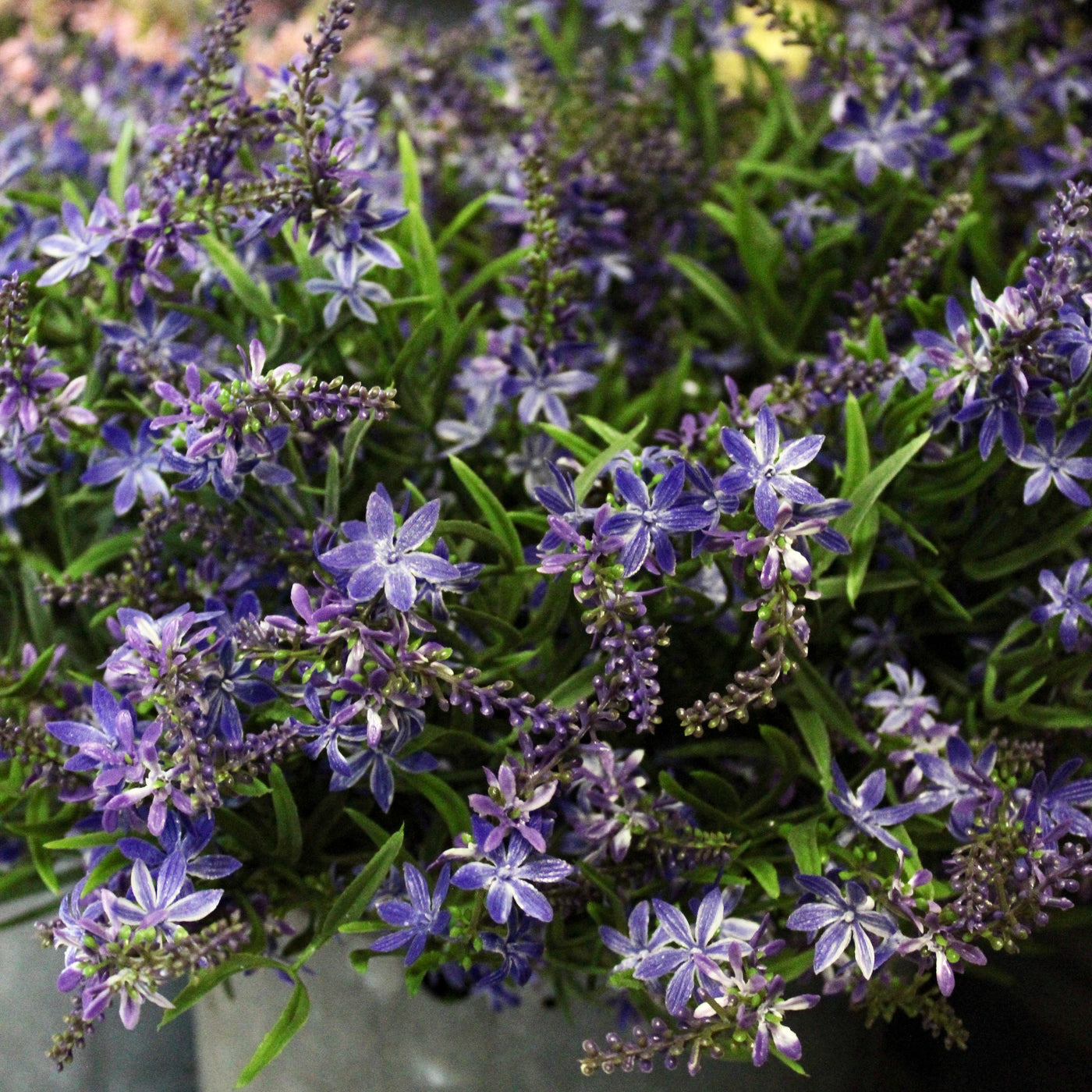 Sweet Veronica Bush Purple