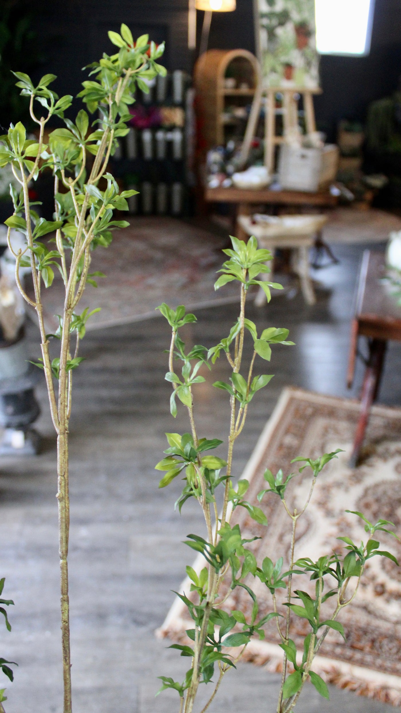 Mini Schefflera Branch