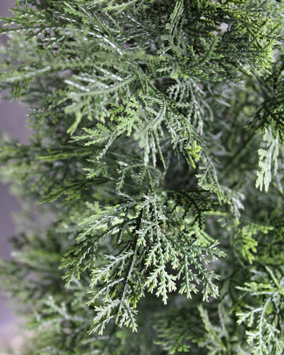 5’ Cedar