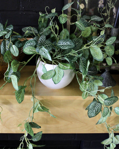 Potted Fittonia Bushes