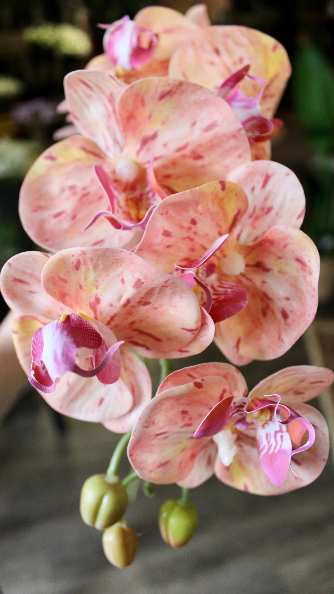 Pink Phalaenopsis Orchid Stem
