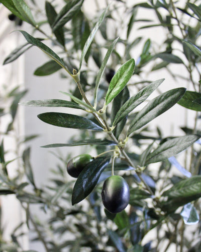 7.5’ Natural Trunk Olive Topiary Tree