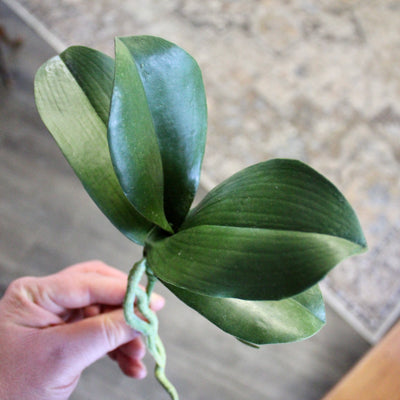 Phalaenopsis Orchid Leaf (small)