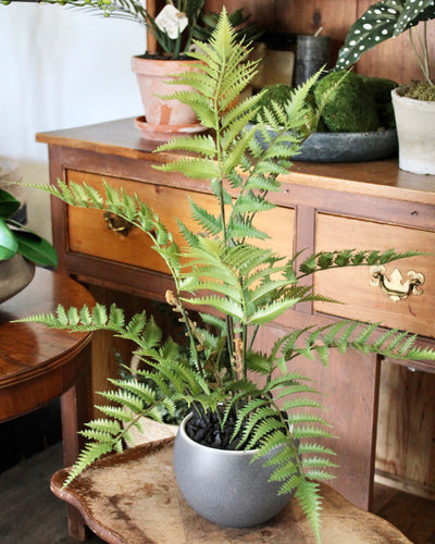 Potted Fern Bush