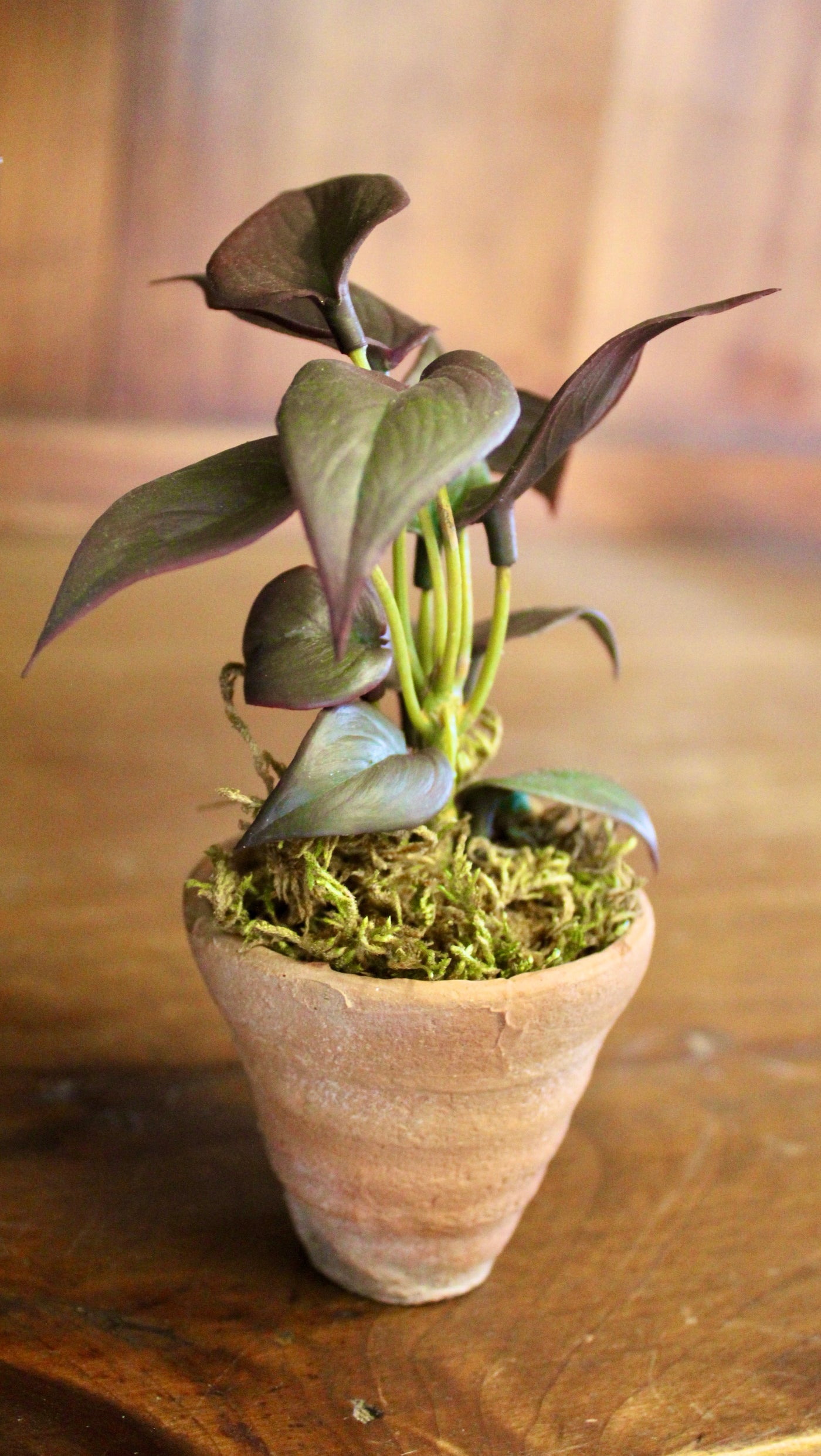 Potted Burgundy Mini Philo Sprig
