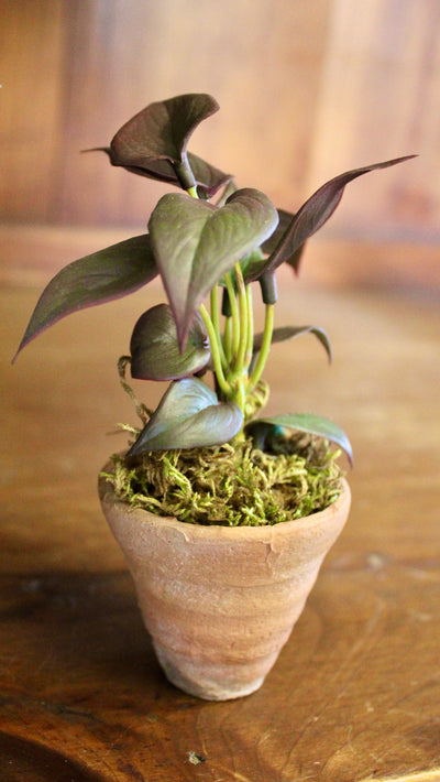Potted Burgundy Mini Philo Sprig