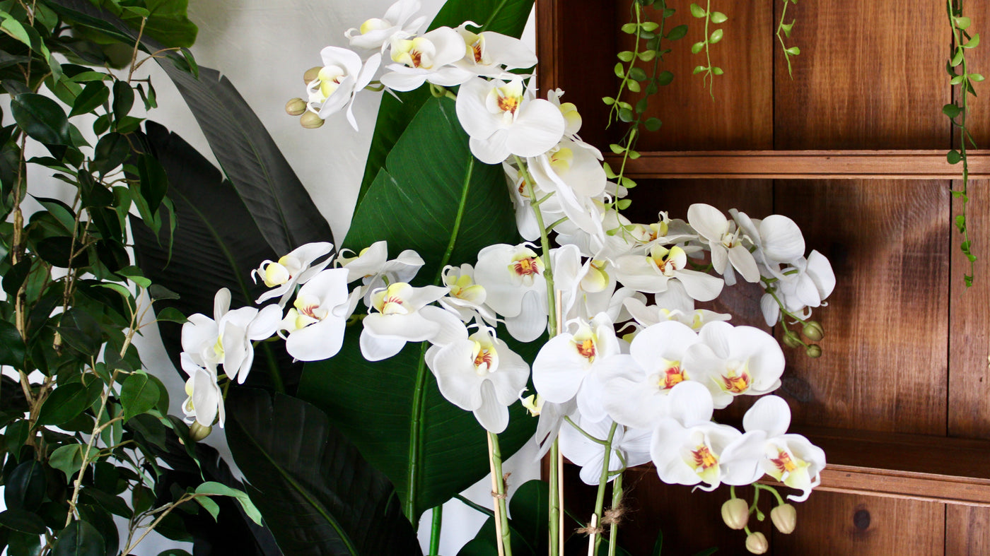 Large White Phalaenopsis Orchid Stem