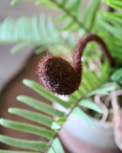 Potted Ostrich Fern