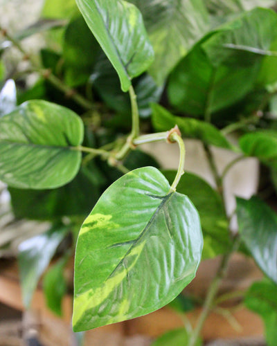 Potted Pothos Hanging Bush