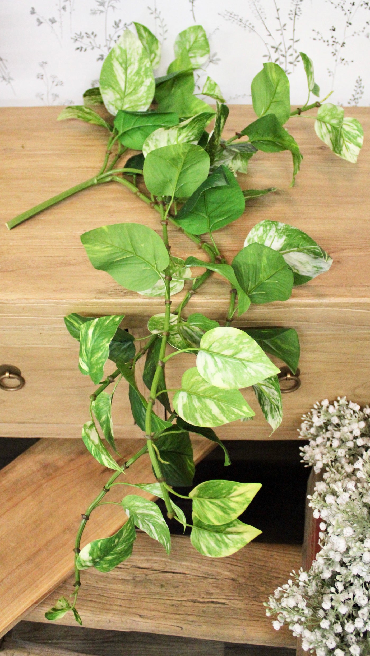 Pothos Hanging Bush
